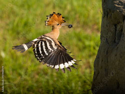 Hoopoe, Upupa epops