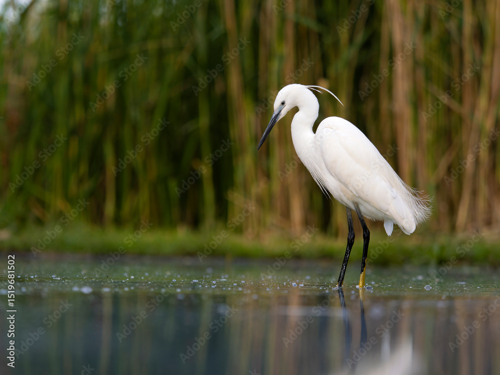 Fotografie Little egret, Egretta garzetta,