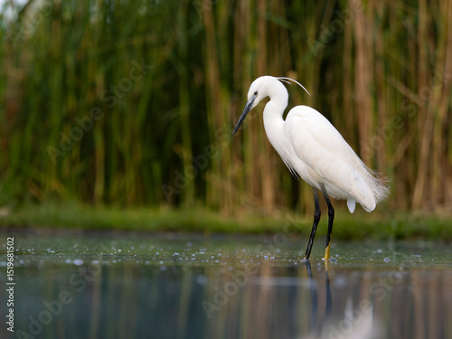 Little egret, Egretta garzetta,