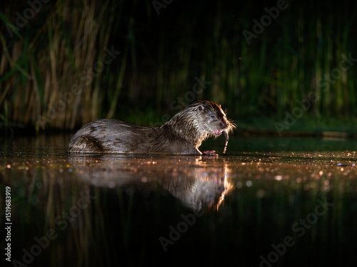 Eurasian otter, Lutra lutra