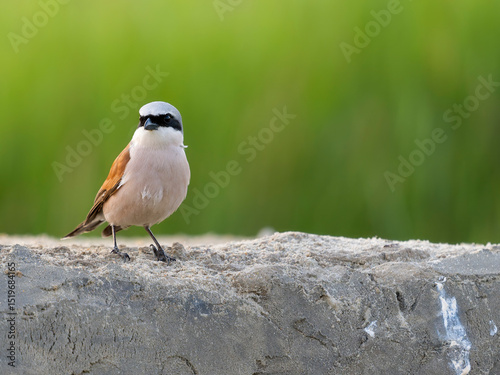 Red-backed shrike, Lanius collurio
