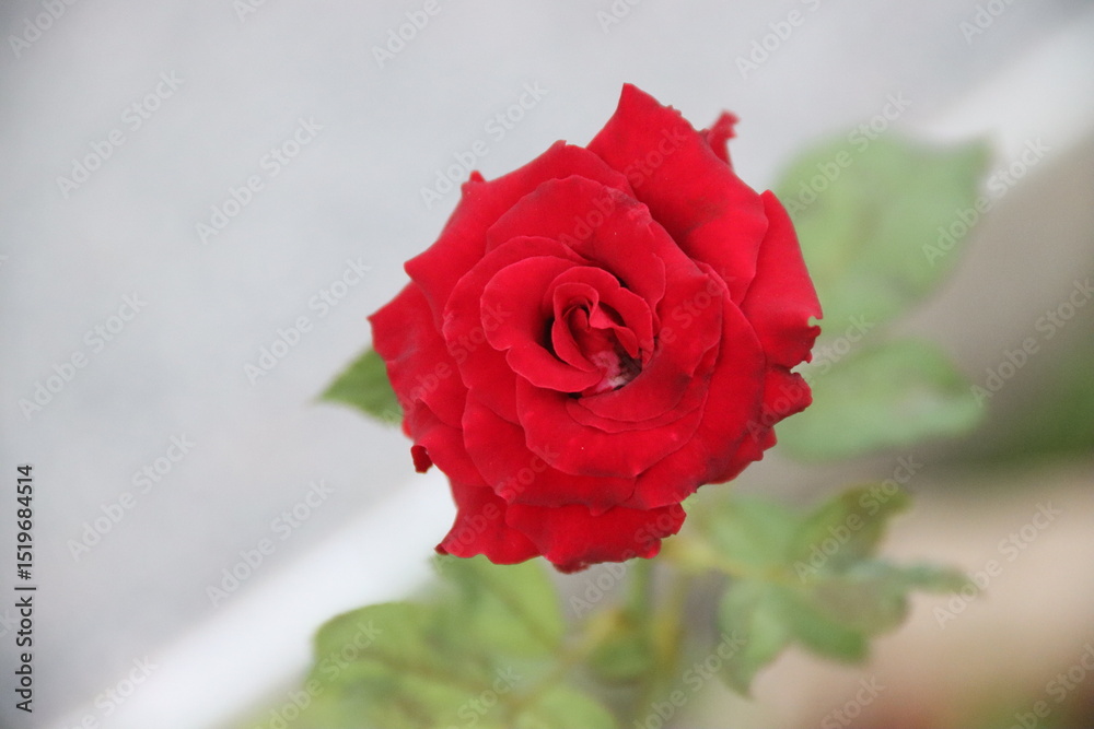 Fototapeta premium red rose with water drops