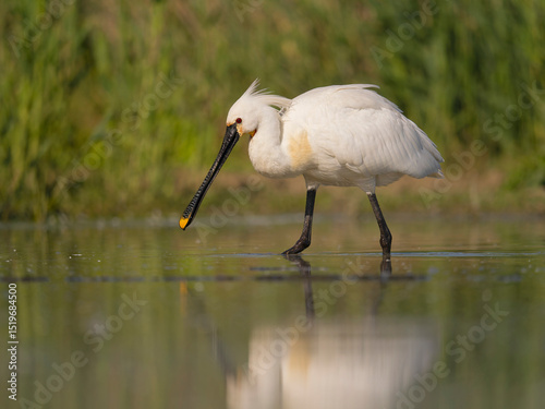 Spoonbill, Platalea leucorodia