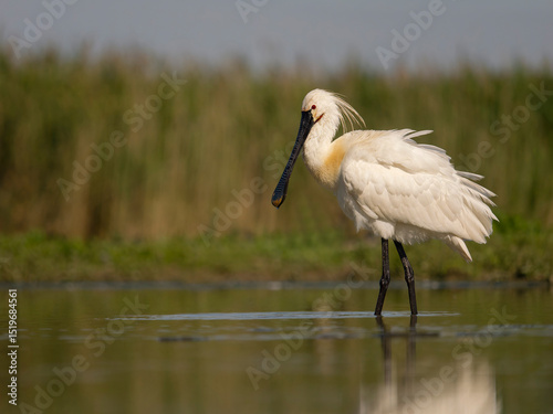 Spoonbill, Platalea leucorodia