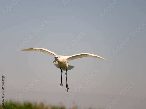 Spoonbill, Platalea leucorodia