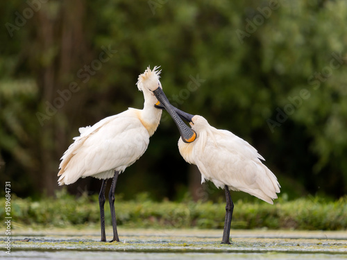 Spoonbill, Platalea leucorodia