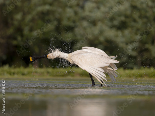Spoonbill, Platalea leucorodia