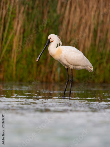 Spoonbill, Platalea leucorodia