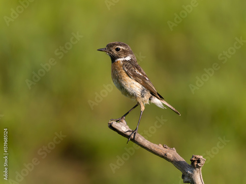 Stonechat, Saxicola rubicola