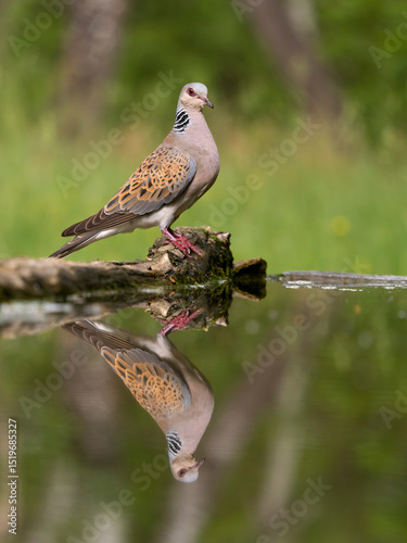 Turtle dove, Streptopelia turtur