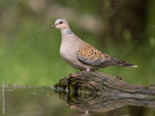 Turtle dove, Streptopelia turtur