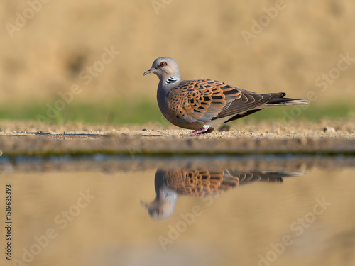 Turtle dove, Streptopelia turtur