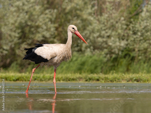 White stork, Ciconia ciconia