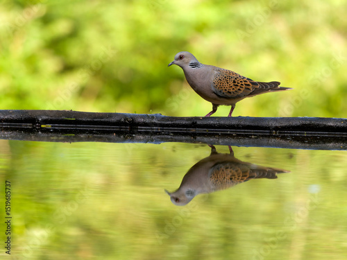 Turtle dove, Streptopelia turtur