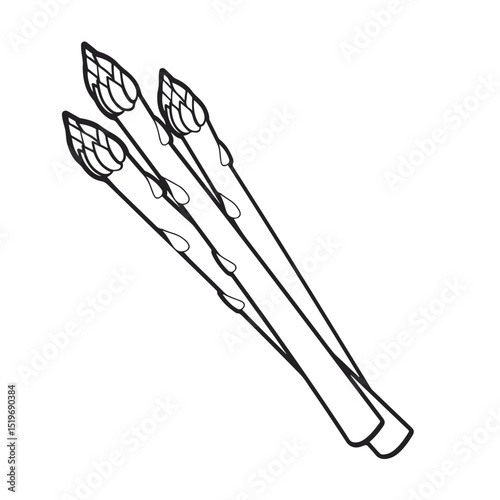 hand drawn vector illustration of an asparagus. 