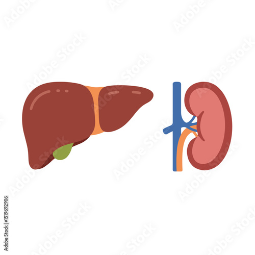 Illustration of human liver and kidney anatomy with simplified features on a white background