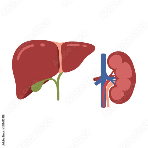 Illustration of human liver and kidney anatomy, showcasing organ structure and function