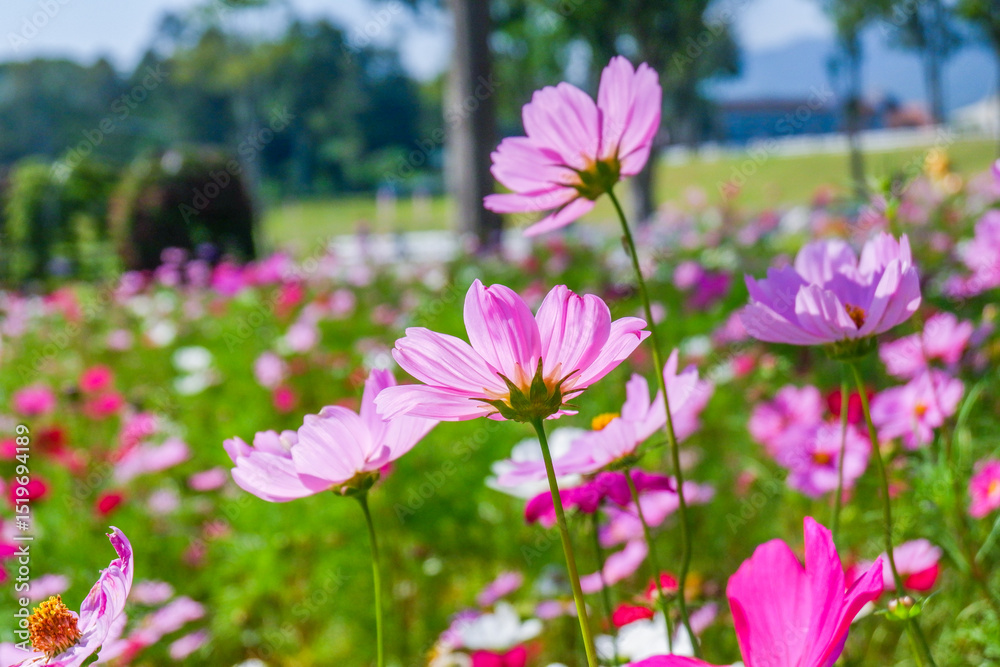 Field of Pink cosmos flowers blooming in garden,wild pink cosmos flowers in spring day,autumn season,view of the various cosmos flowers,Selective focus. Field of Pink cosmos flowers blooming in garden,wild pink cosmos flowers in spring day,autumn season,view of the various cosmos flowers,Selective focus.