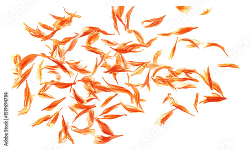 Isolated safflower dry petals flying on white, vector illustration, natural floral elements, safflower flower petals, dried petals, isolated bloom, nature-inspired art.