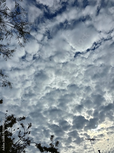 Dramatic cloudy sky with textured altocumulus cloud patterns and silhouetted tree branches, natural background ideal for weather, nature, and atmospheric stock photography