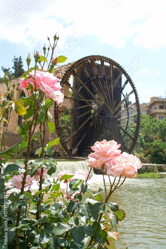 Ancient Norias of Hama Syria Framed by Roses