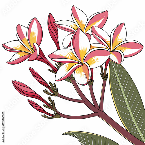 vector illustration of frangipani