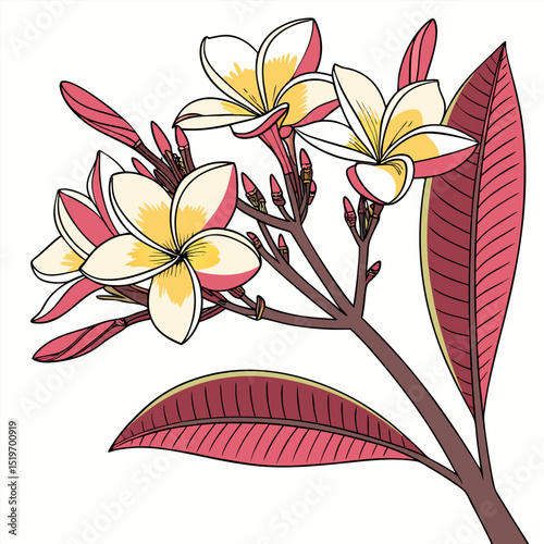 vector illustration of a frangipani