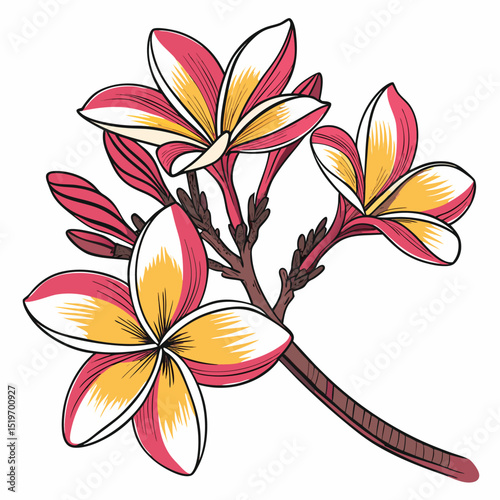 vector illustration of a frangipani
