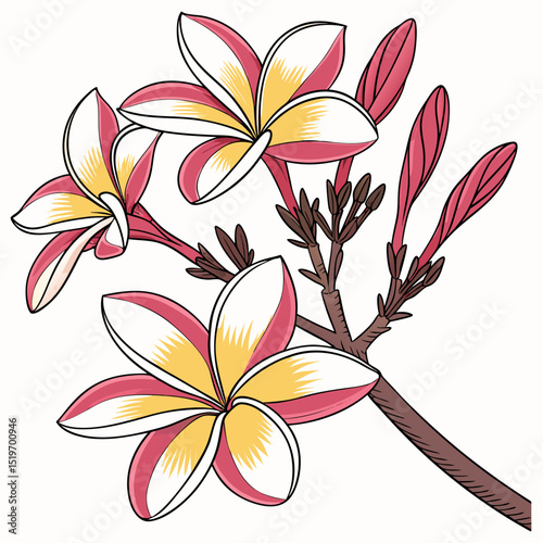 frangipani flower vector illustration