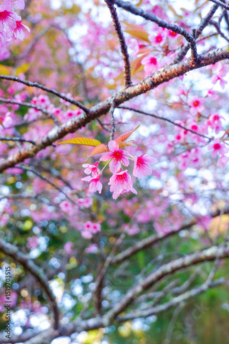 Sakura tree in garden and sky,mountain landscape,Cherry Blossoms,sakura japan tree,morning light in winter season.