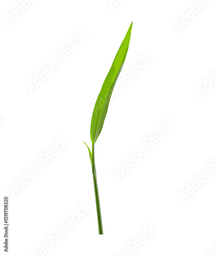 Wheat stalk germination, single green leaf isolated on white, vector illustration, plant growth, agriculture, green leaf, farm crop, nature, sustainable farming, germination process.