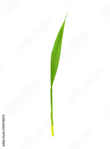 Green leaf isolated on white, wheat stalk germination, vector illustration, agriculture growth, plant sprouting, organic farming, crop development, fresh leaf, farm production.