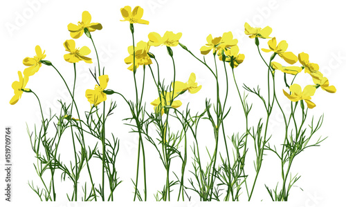 Wildflower vector illustration, yellow flower isolated on white, nature illustration, botanical clipart, summer flower design, floral art, nature-inspired vector, wildflower drawing.