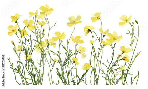 Yellow wildflower vector illustration, flowers isolated on white, botanical illustration, wildflower bouquet, nature clipart, floral pattern, botanical print, flower design, plant vector.