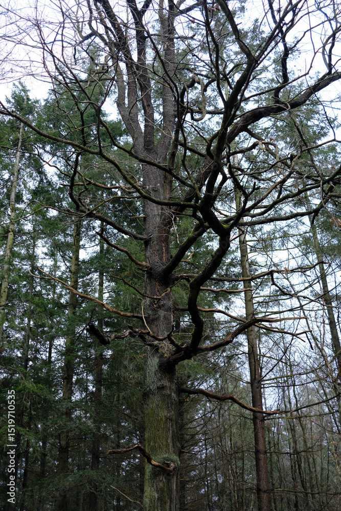 Fototapeta premium A tree with a lot of branches and leaves is in a forest