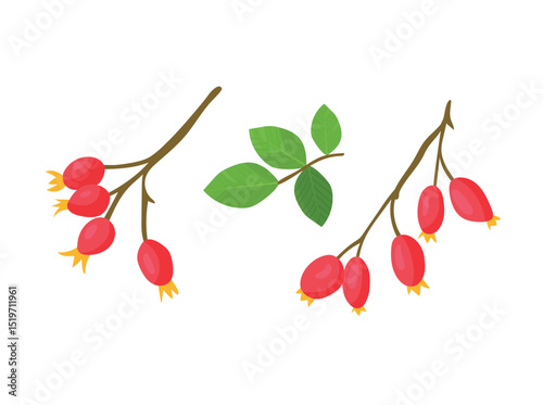 Rosehip branch. Autumn, fall. Flat vector clipart, illustration with isolated background.