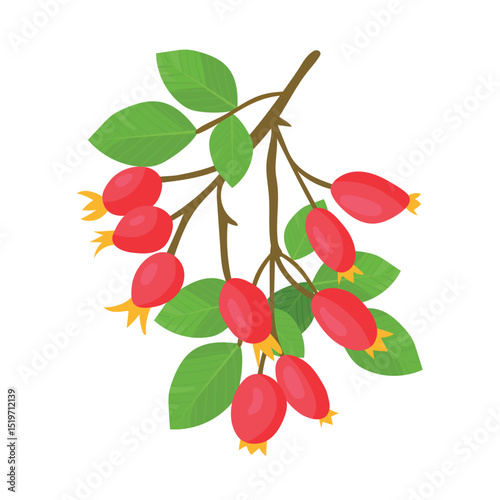Rosehip branch. Autumn, fall. Flat vector clipart, illustration with isolated background.