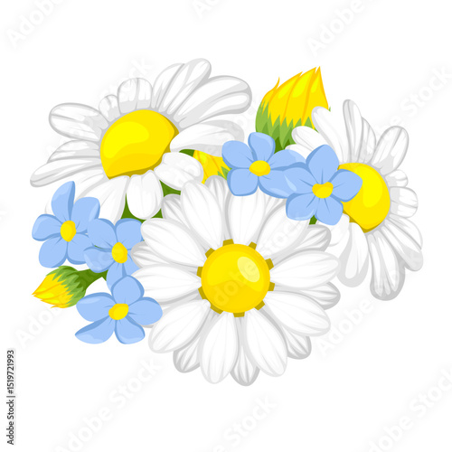 daisies on white