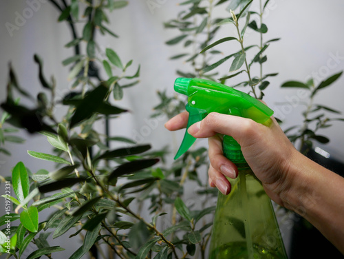 Spraying of house plants with a spray bottle. Gardening and flower care concept. Green spray bottle in a woman's hand turned at an olive tree