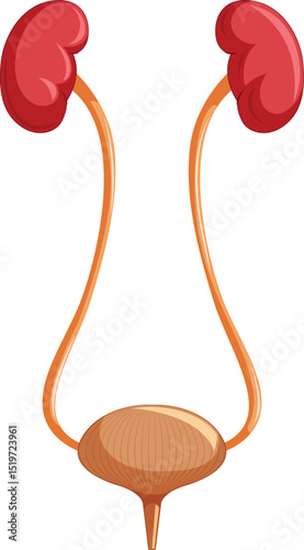 Urinary Tract Infection