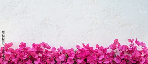 vibrant pink bougainvillea flowers on the bottom of the wall, white wall background, creating a banner-like composition with ample copy space for text or design. 