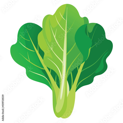 Fresh Green Bok Choy Illustration