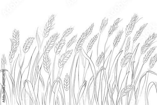 Wheat field background. Black silhouettes on white. Vector illustration.