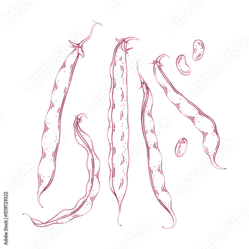 Vector illustration of cranberry beans with pods and seeds in botanical style