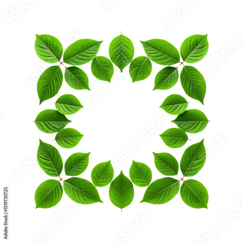 Vibrant green leaves frame natural square design plant on transparent background