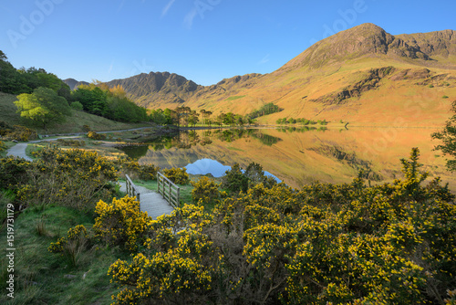 Beautiful sunny spring morning with calm reflections at Buttermere in The Lake District, UK with blooming gorse in foreground.
