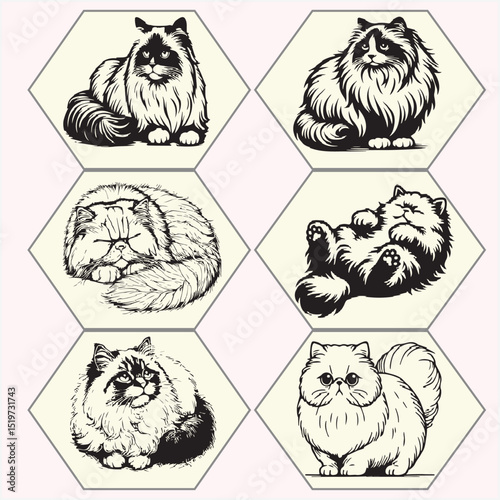 fluffy cat vector set of black and white