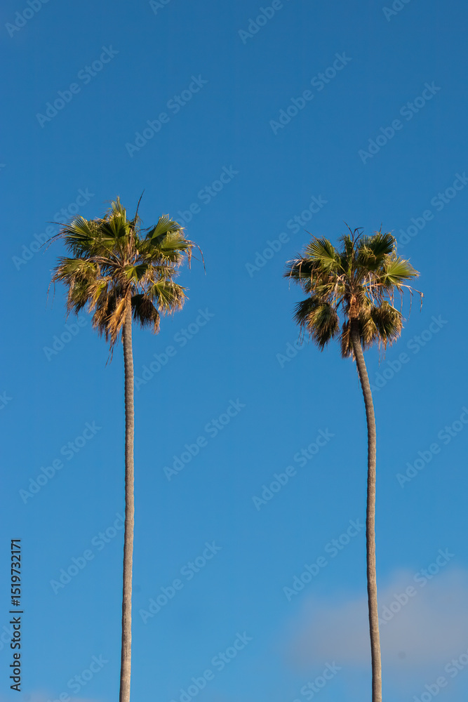 Obraz premium Two tall thin California Palm Trees shown against a clear dark blue sky isolated and no other features