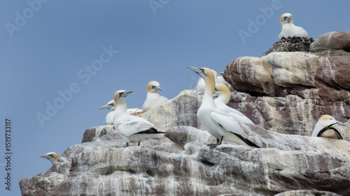 Fotografie Gannets Colony Alderney Channel Islands Close up of the birds as they  perch on