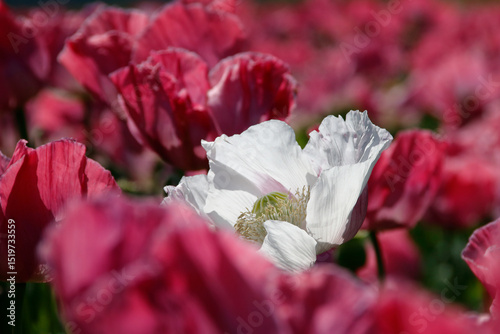 Plakat rosa blühende Mohnblumen